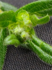 Dasineura helianthemi