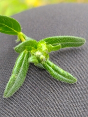 Dasineura helianthemi