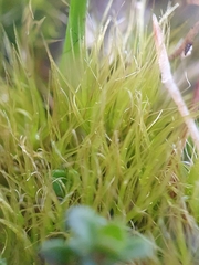 Flexitrichum gracile