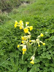 Primula × polyantha