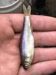 Cyprinella lutrensis