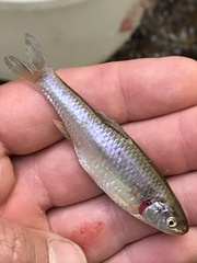 Cyprinella lutrensis