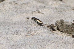 Cicindela latesignata