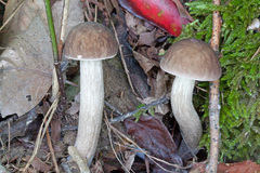 Leccinellum pseudoscabrum