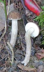 Leccinellum pseudoscabrum