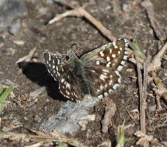 Pyrgus malvoides