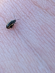 Phyllotreta striolata