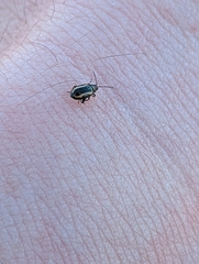 Phyllotreta striolata