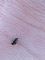 Phyllotreta striolata