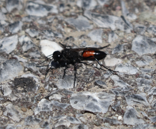 Hairy Sand Wasp