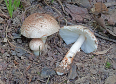 Lepiota roseifolia