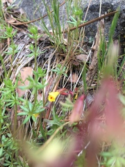 Erythranthe laciniata