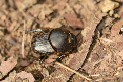 Onthophagus medius