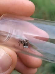 Gibbaranea bituberculata