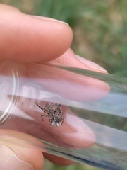 Gibbaranea bituberculata