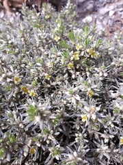 Thymelaea tartonraira