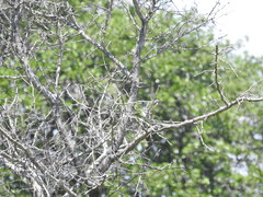 Baeolophus bicolor × atricristatus