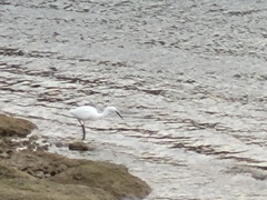 Egretta garzetta