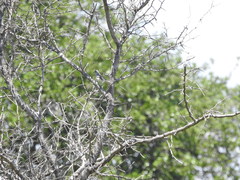 Baeolophus bicolor × atricristatus