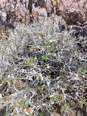 Brickellia atractyloides