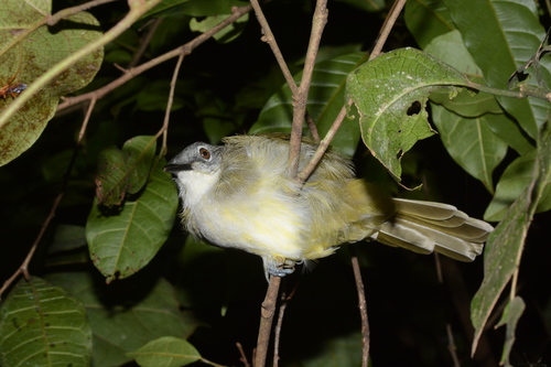 Yellow-streaked Greenbul (Phyllastrephus flavostriatus), photo 5