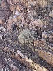 Brickellia atractyloides