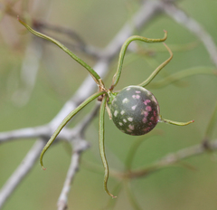 Dryocosmus quercuslaurifoliae