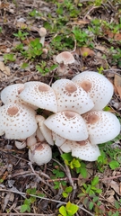 Chlorophyllum molybdites