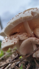 Chlorophyllum molybdites