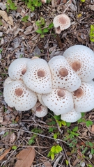Chlorophyllum molybdites