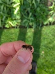 Andrena scotica