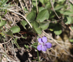 Viola rupestris