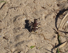 Cicindela hybrida