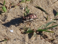 Cicindela hybrida