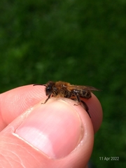 Andrena scotica