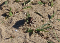 Cicindela hybrida