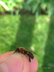 Andrena scotica