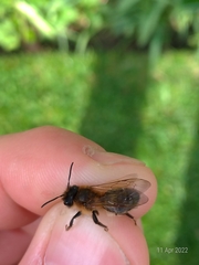 Andrena scotica