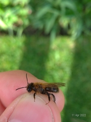 Andrena scotica