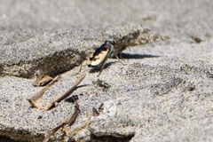 Cicindela latesignata