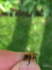 Andrena scotica