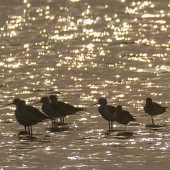 Himantopus himantopus
