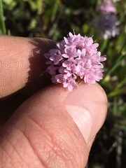 Plectritis congesta