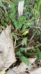 Passiflora porophylla