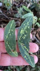 Passiflora porophylla