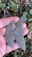 Passiflora porophylla