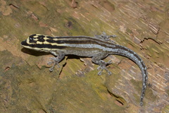 Lygodactylus mombasicus