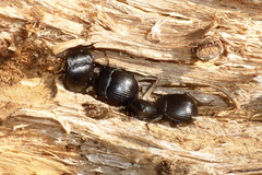 Accanthopus velikensis