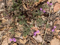 Glandularia chiricahensis