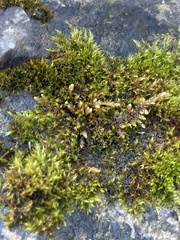 Rhynchostegium murale